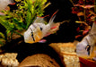 Bolivianischer Schmetterlingsbuntbarsch - Microgeophagus altispinosa aqua-teck