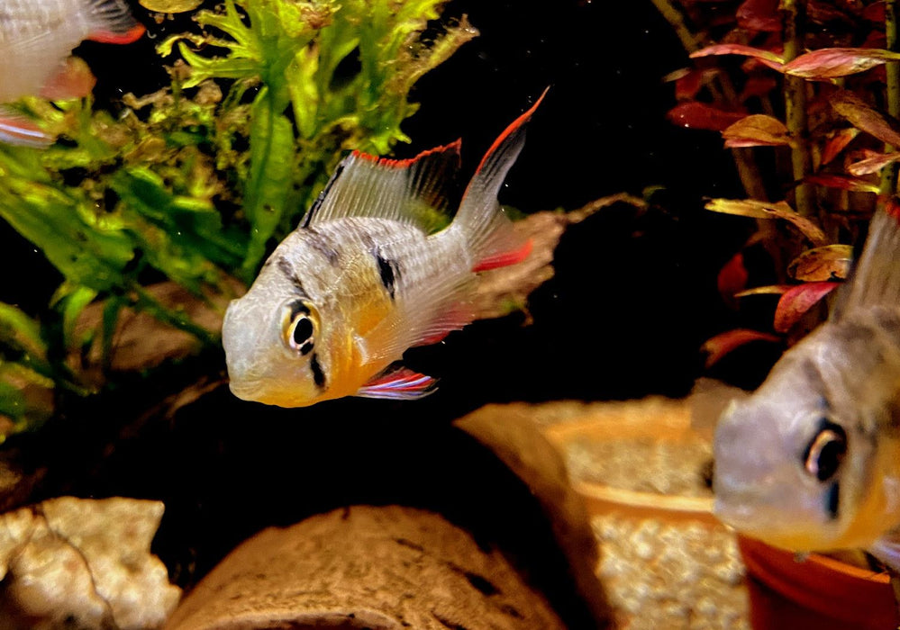 Bolivianischer Schmetterlingsbuntbarsch - Microgeophagus altispinosa aqua-teck