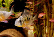 Bolivianischer Schmetterlingsbuntbarsch - Microgeophagus altispinosa aqua-teck