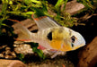 Bolivianischer Schmetterlingsbuntbarsch - Microgeophagus altispinosa aqua-teck