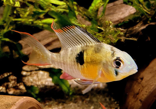 Bolivianischer Schmetterlingsbuntbarsch - Microgeophagus altispinosa aqua-teck