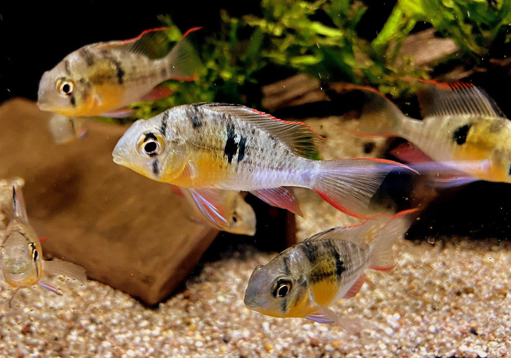 Bolivianischer Schmetterlingsbuntbarsch - Microgeophagus altispinosa aqua-teck