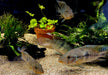 zzz SONDERPREIS - 7er-Gruppe - Brasil-Perlmutt-Buntbarsch - Geophagus „brasiliensis“ aqua-teck