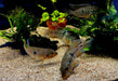 zzz SONDERPREIS - 7er-Gruppe - Brasil-Perlmutt-Buntbarsch - Geophagus „brasiliensis“ aqua-teck