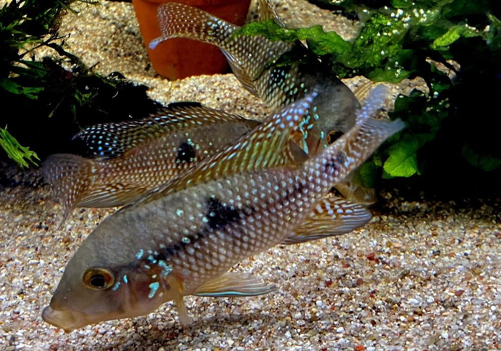 zzz SONDERPREIS - 7er-Gruppe - Brasil-Perlmutt-Buntbarsch - Geophagus „brasiliensis“ aqua-teck