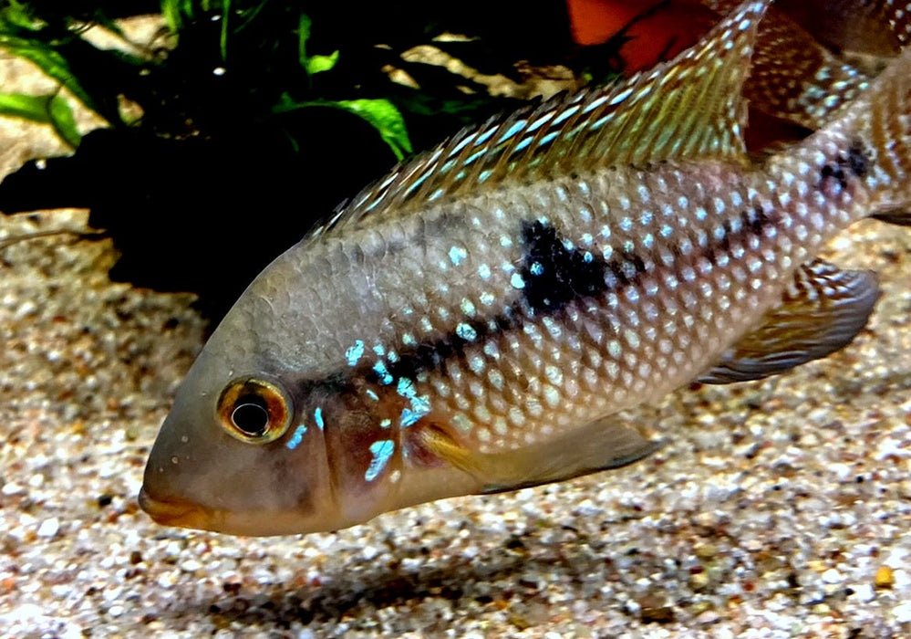 zzz SONDERPREIS - 7er-Gruppe - Brasil-Perlmutt-Buntbarsch - Geophagus „brasiliensis“ aqua-teck