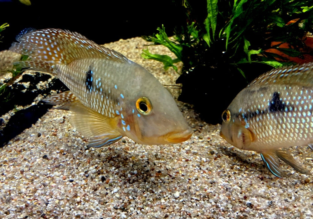 zzz SONDERPREIS - 7er-Gruppe - Brasil-Perlmutt-Buntbarsch - Geophagus „brasiliensis“ aqua-teck