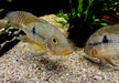 zzz SONDERPREIS - 7er-Gruppe - Brasil-Perlmutt-Buntbarsch - Geophagus „brasiliensis“ aqua-teck