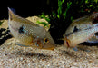 zzz SONDERPREIS - 7er-Gruppe - Brasil-Perlmutt-Buntbarsch - Geophagus „brasiliensis“ aqua-teck