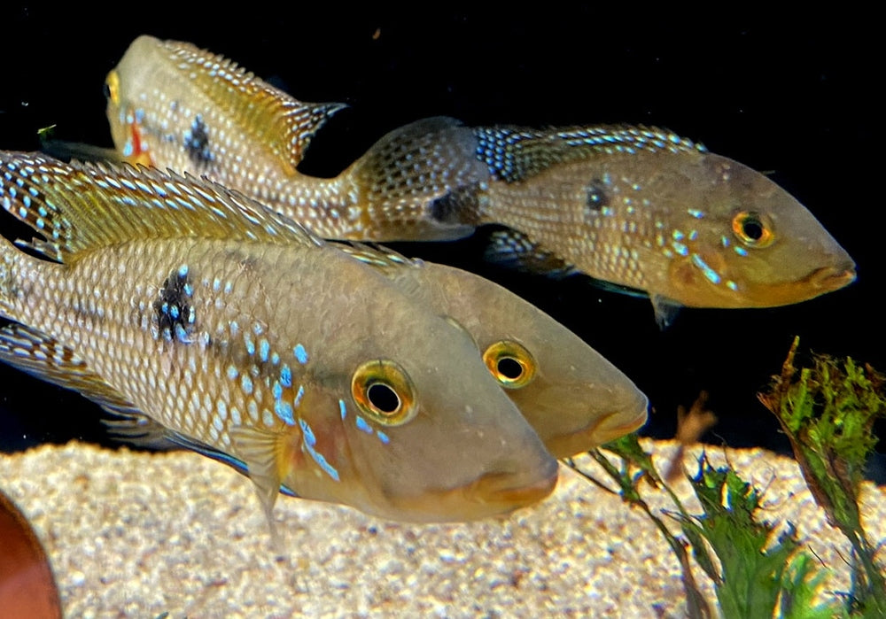 zzz SONDERPREIS - 7er-Gruppe - Brasil-Perlmutt-Buntbarsch - Geophagus „brasiliensis“ aqua-teck