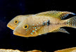 zzz SONDERPREIS - 7er-Gruppe - Brasil-Perlmutt-Buntbarsch - Geophagus „brasiliensis“ aqua-teck