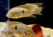zzz SONDERPREIS - 7er-Gruppe - Brasil-Perlmutt-Buntbarsch - Geophagus „brasiliensis“ aqua-teck