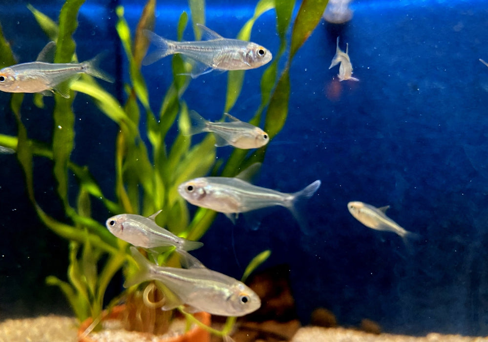 Brillantsalmler - Moenkhausia pitteri aqua-teck