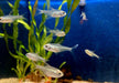 Brillantsalmler - Moenkhausia pitteri aqua-teck