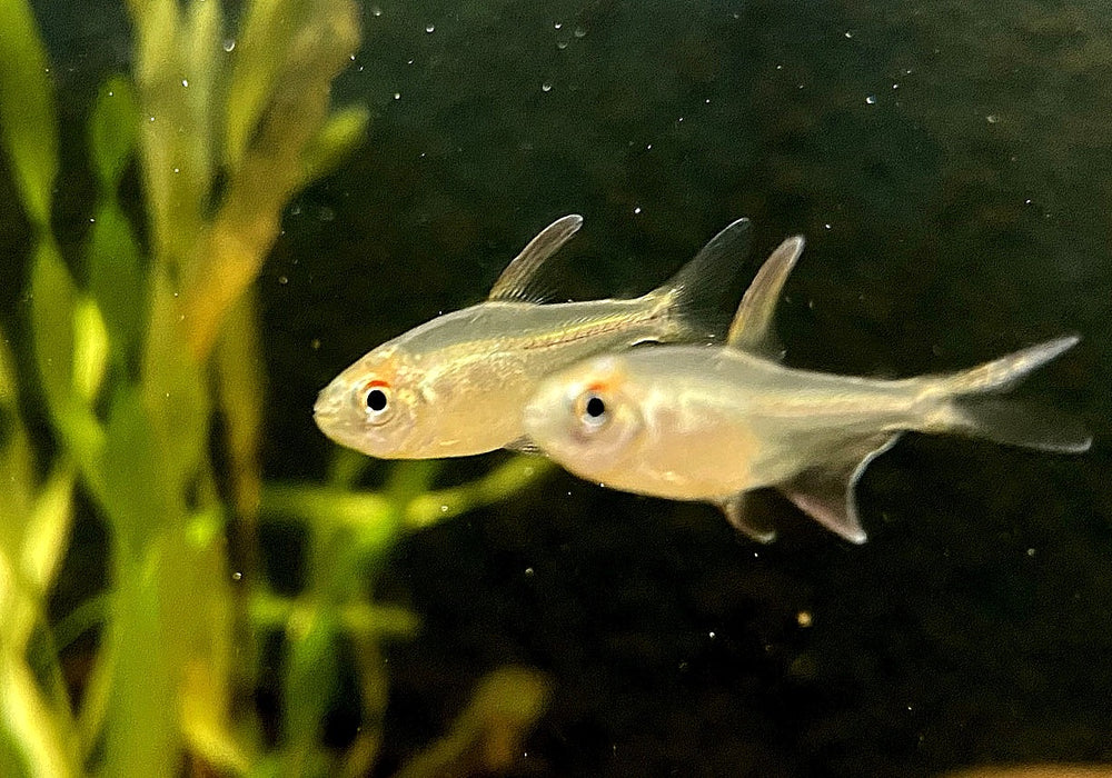 Brillantsalmler - Moenkhausia pitteri aqua-teck
