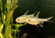 Brillantsalmler - Moenkhausia pitteri aqua-teck