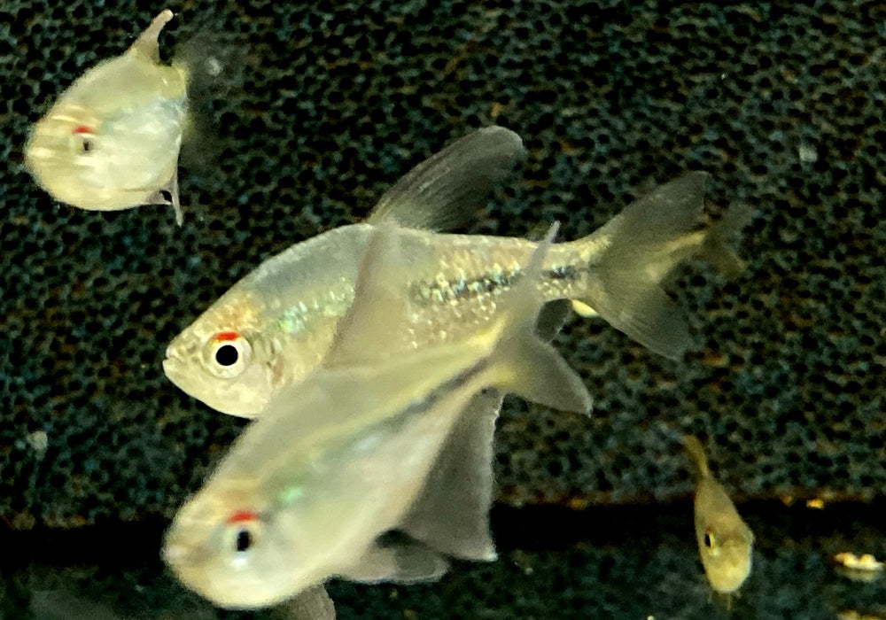 Brillantsalmler - Moenkhausia pitteri aqua-teck