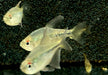 Brillantsalmler - Moenkhausia pitteri aqua-teck