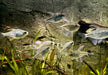 Brillantsalmler - Moenkhausia pitteri aqua-teck