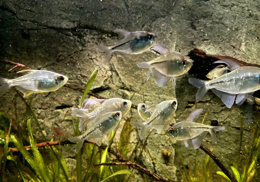 Brillantsalmler - Moenkhausia pitteri aqua-teck