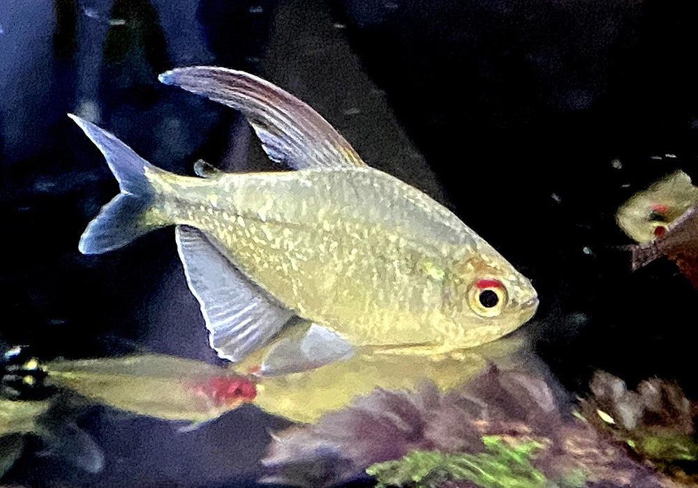 Brillantsalmler - Moenkhausia pitteri aqua-teck