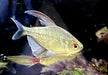 Brillantsalmler - Moenkhausia pitteri aqua-teck