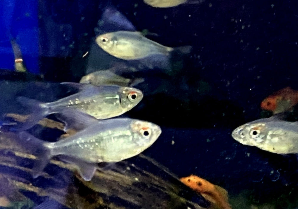 Brillantsalmler - Moenkhausia pitteri aqua-teck