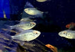 Brillantsalmler - Moenkhausia pitteri aqua-teck
