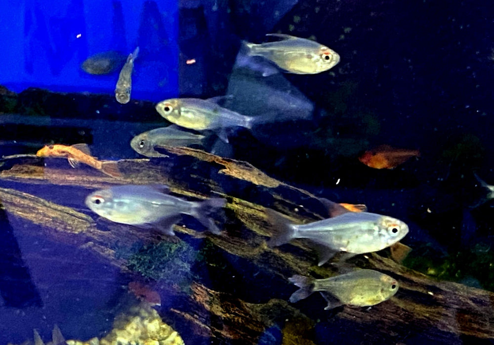 Brillantsalmler - Moenkhausia pitteri aqua-teck