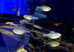 Brillantsalmler - Moenkhausia pitteri aqua-teck