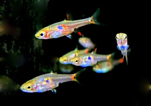 Erdbeerbärbling - Boraras naevus aqua-teck
