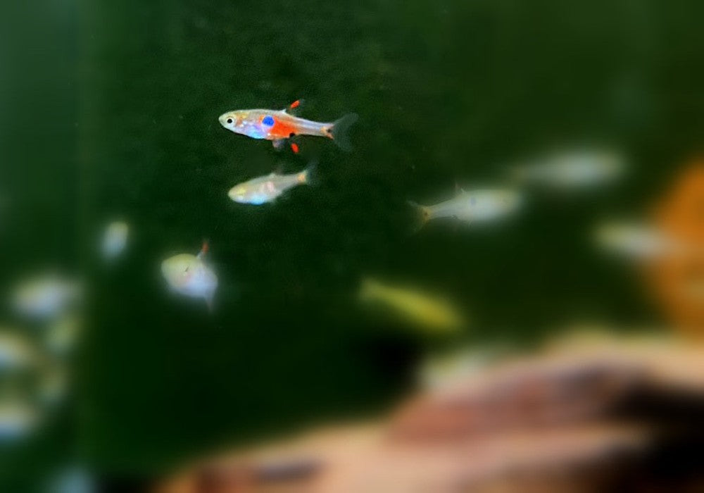 Erdbeerbärbling - Boraras naevus aqua-teck