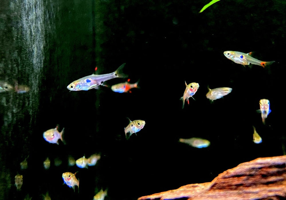 Erdbeerbärbling - Boraras naevus aqua-teck