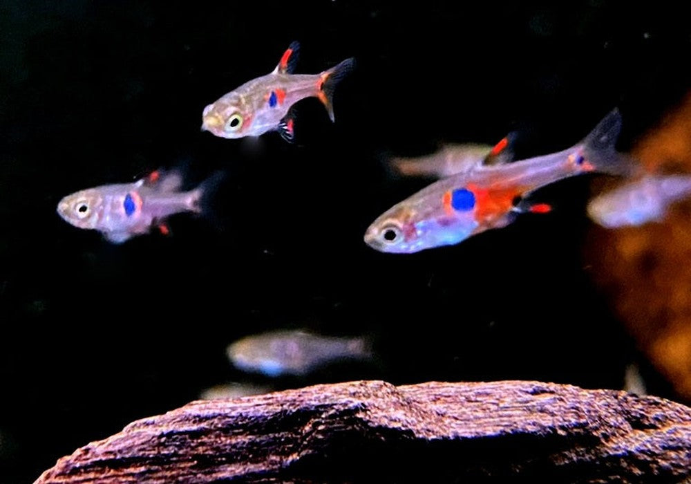Erdbeerbärbling - Boraras naevus aqua-teck