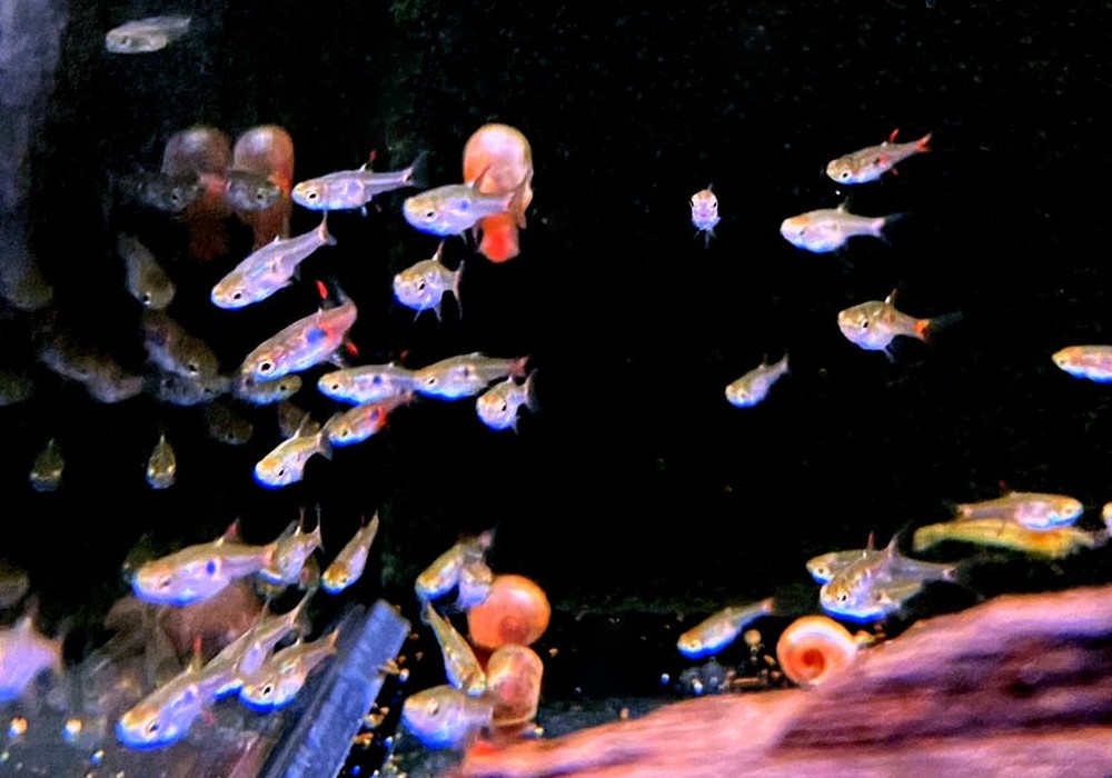 Erdbeerbärbling - Boraras naevus aqua-teck
