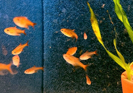 Feuertetra, Funkensalmler - Hyphessobrycon amandae image
