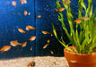 Feuertetra, Funkensalmler - Hyphessobrycon amandae aqua-teck
