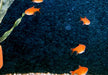 Feuertetra, Funkensalmler - Hyphessobrycon amandae aqua-teck