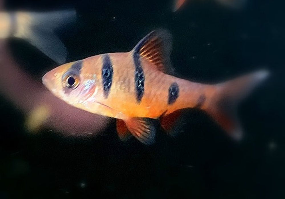Fünfgürtelbarbe - Barbus pentazona aqua-teck