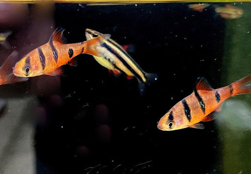 Fünfgürtelbarbe - Barbus pentazona aqua-teck
