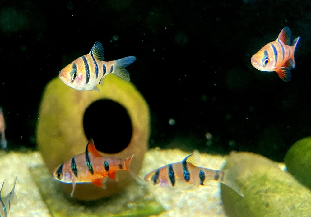 Fünfgürtelbarbe - Barbus pentazona aqua-teck
