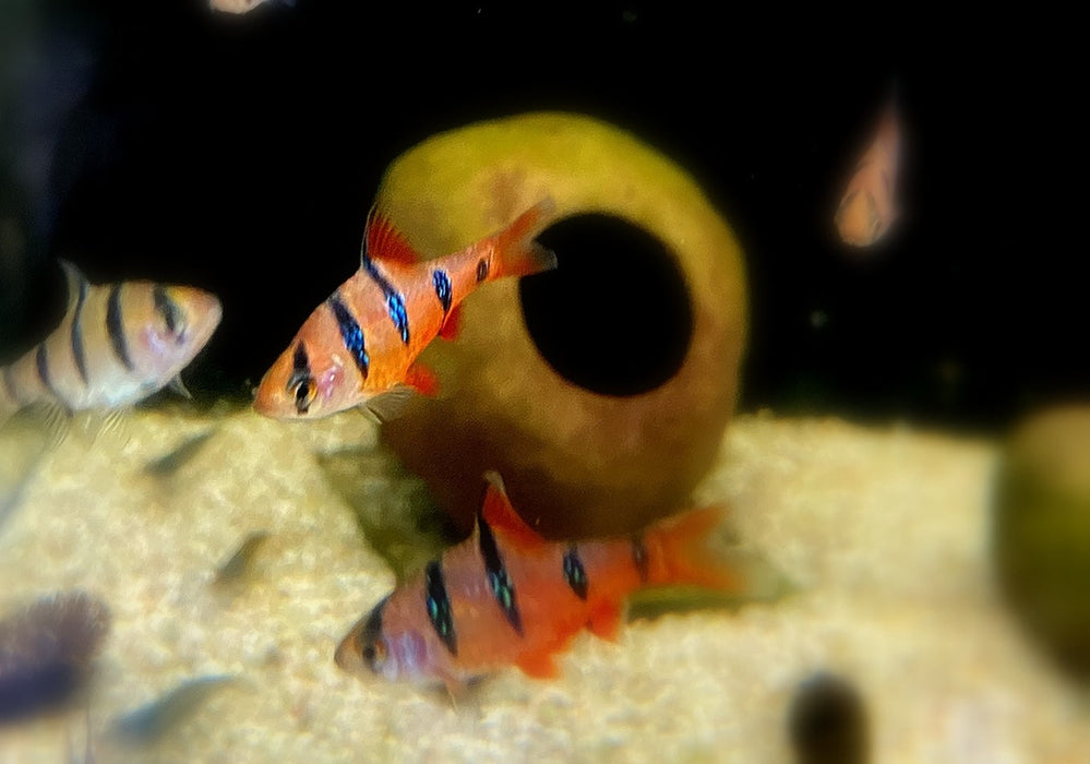 Fünfgürtelbarbe - Barbus pentazona aqua-teck