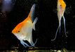 GOLD-Skalar - Pterophyllum scalare aqua-teck
