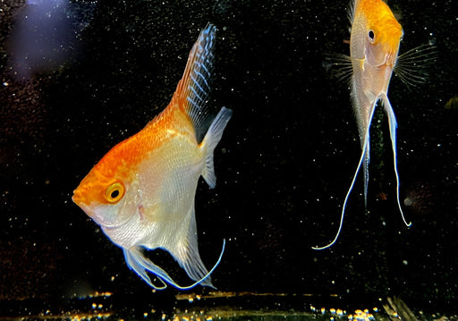GOLD-Skalar - Pterophyllum scalare aqua-teck
