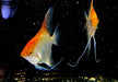 GOLD-Skalar - Pterophyllum scalare aqua-teck