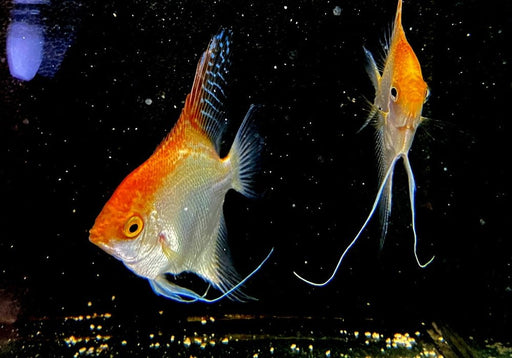 GOLD-Skalar - Pterophyllum scalare aqua-teck