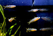 Gabelschwanz-Blauauge - Pseudomugil furcatus aqua-teck