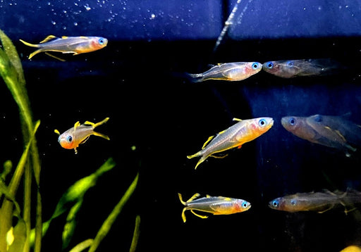 Gabelschwanz-Blauauge - Pseudomugil furcatus aqua-teck