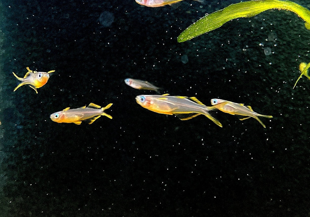 Gabelschwanz-Blauauge - Pseudomugil furcatus aqua-teck