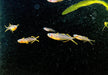 Gabelschwanz-Blauauge - Pseudomugil furcatus aqua-teck